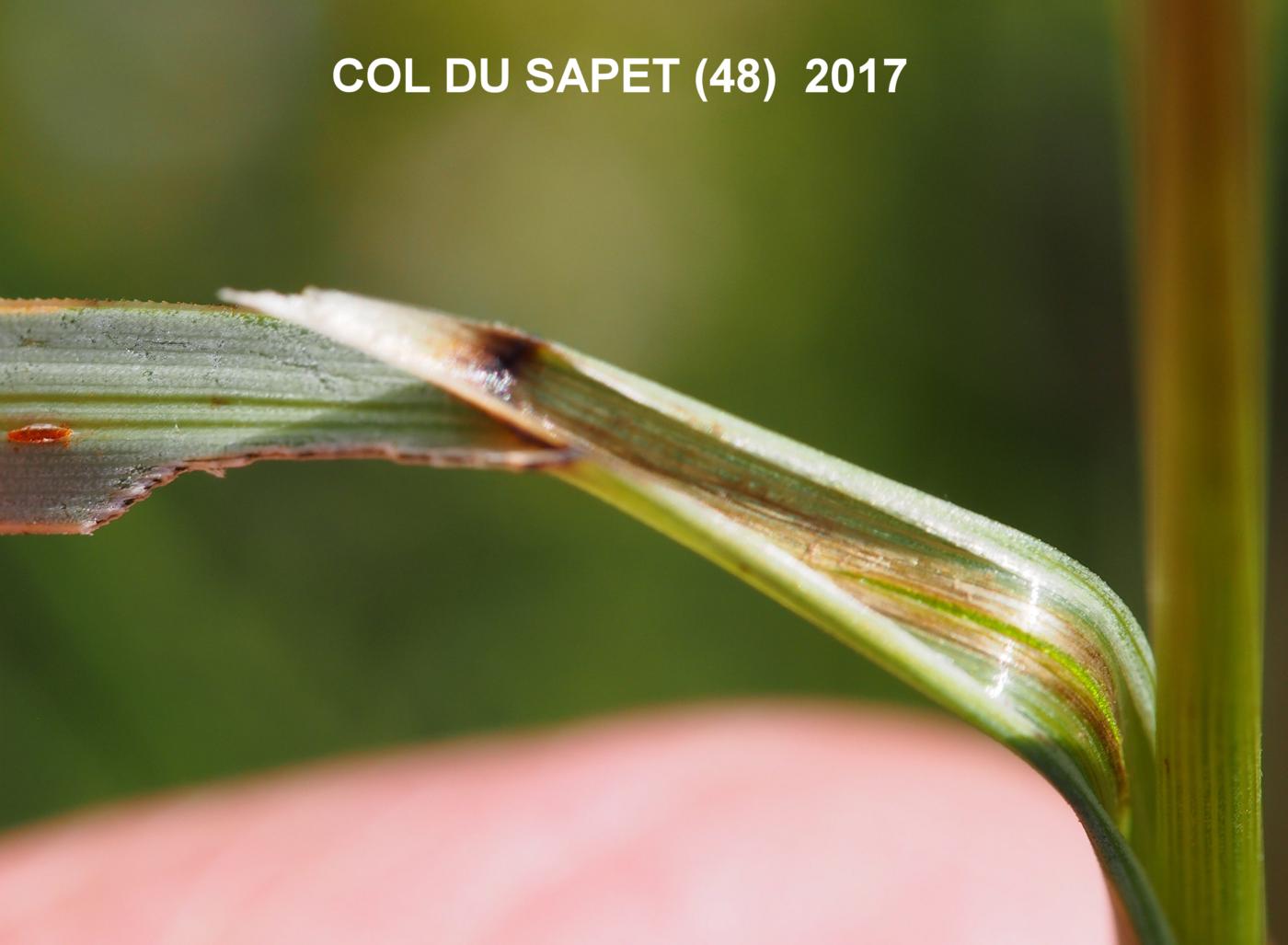 Oat-grass, (False brome) leaf